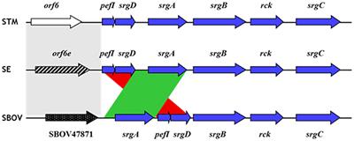 An Updated View on the Rck Invasin of Salmonella: Still Much to Discover